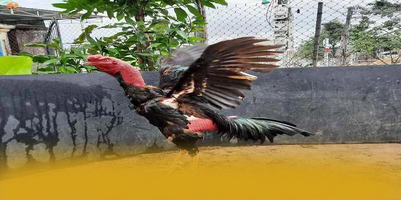 Câu hỏi thường gặp về FB88